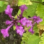 Betonica macrantha Blüte