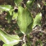 Ceanothus herbaceus Folha