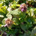 Lamium purpureum Habit