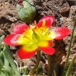 Calandrinia caespitosa Λουλούδι