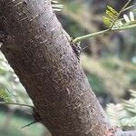 Acacia farnesiana बार्क (छाल)