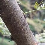 Vachellia farnesiana Coajă