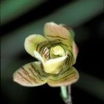 Koellensteinia graminea 花