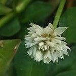 Alternanthera philoxeroides പുഷ്പം