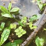 Salvinia natans Leaf