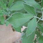 Vitex trifolia Leaf