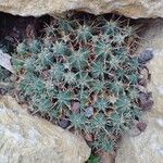 Euphorbia pulvinata Облик