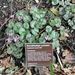 Cyclamen coum Hàbitat