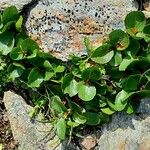 Salix herbacea Vekstform