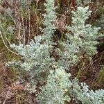 Artemisia maritima Leaf