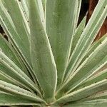 Agave vivipara Deilen