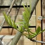 Tetradium daniellii Feuille