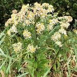 Doellingeria umbellata Flor