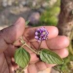 Cullen corylifolium Flower