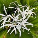 Crinum asiaticum Flor