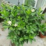 Gardenia jasminoides Alkat (teljes növény)