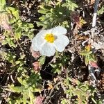 Helianthemum almeriense Лист