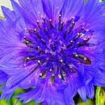 Centaurea cyanusFlors