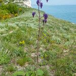 Salvia nutans Habitatea