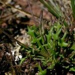 Teesdalia coronopifolia Συνήθη χαρακτηριστικά