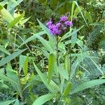 Vernonia noveboracensis Flower