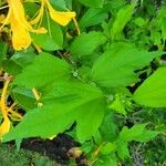 Lonicera hildebrandtiana Blatt