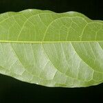 Trophis racemosa Feuille