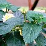 Lantana canescens 葉