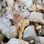 Orobanche rosmarina Habitatea