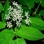 Aegopodium podagraria Flower