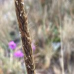 Cinnagrostis recta Flower