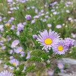 Symphyotrichum novi-belgii花