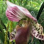 Paphiopedilum spp. Λουλούδι