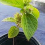 Acalypha alopecuroidea Blad