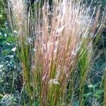 Andropogon bicornis Fruit