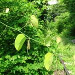 Schnella glabra 葉