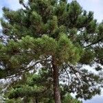 Pinus pinaster Casca