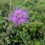 Dianthus hyssopifolius Květ