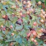 Crataegus azarolus Fruit