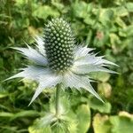 Eryngium alpinum Flower