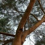 Acacia confusa Kaarna