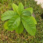 Petiveria alliacea Leaf