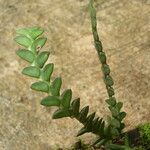 Angraecum aporoides Blad