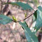 Rhododendron canescens पत्ता