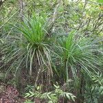 Pandanus letocartiorum Habitat