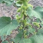 Xanthium strumarium葉