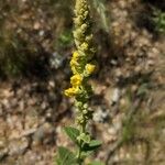 Verbascum thapsusFloare