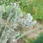 Rosmarinus tomentosus Flower