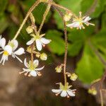 Saxifraga cuneifolia چھال