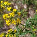 Solidago caesia Цвят